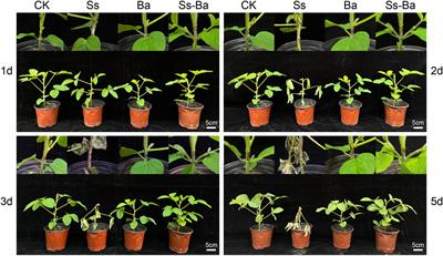 Digital gene expression profiling of the transcriptional response to Sclerotinia sclerotiorum and its antagonistic bacterium Bacillus amyloliquefaciens in soybean